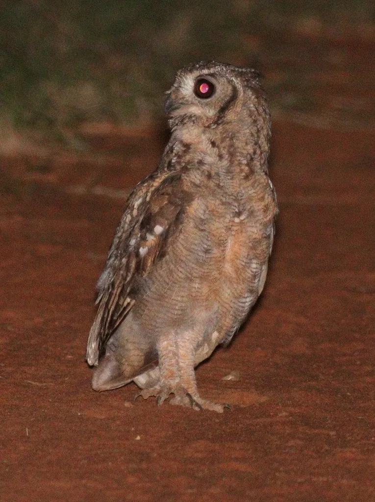 灰雕鸮(Bubo cinerascens)