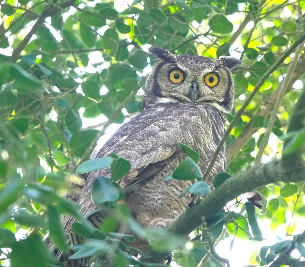 小雕鸮(Bubo magellanicus)