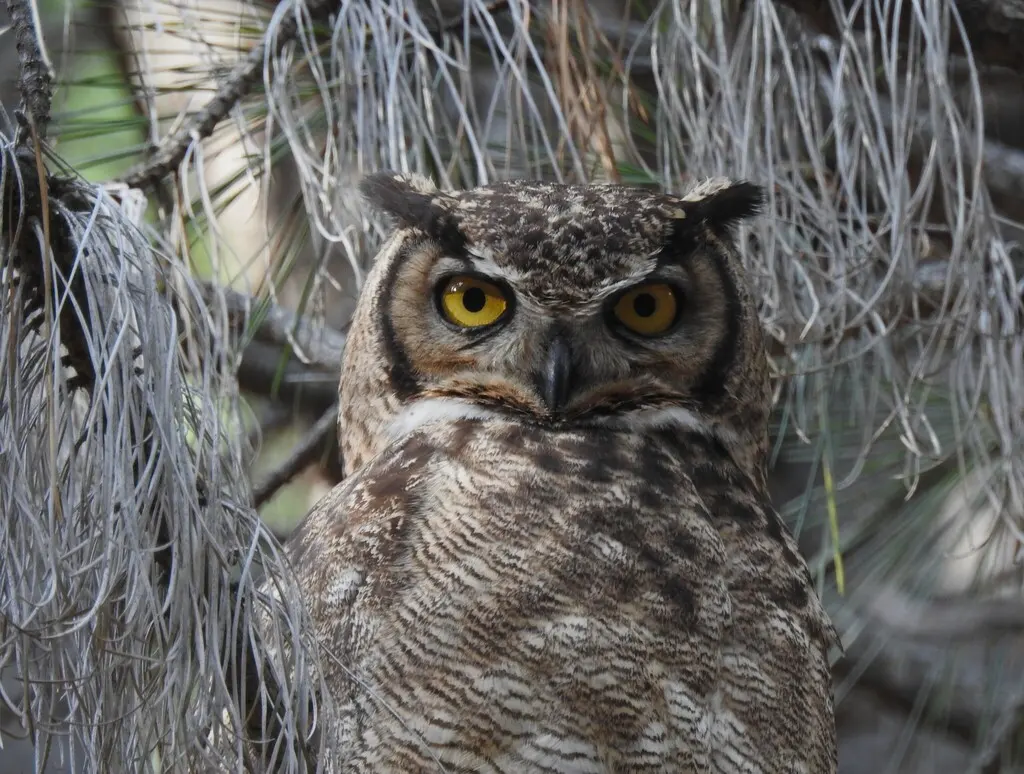小雕鸮(Bubo magellanicus)