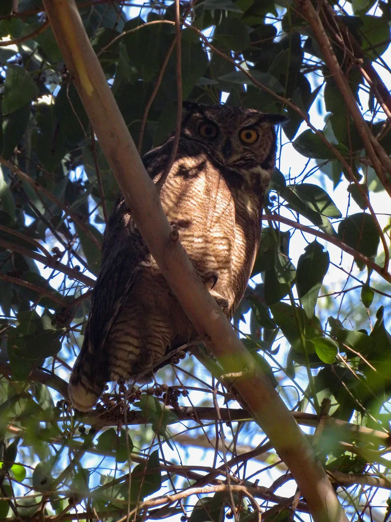 小雕鸮(Bubo magellanicus)