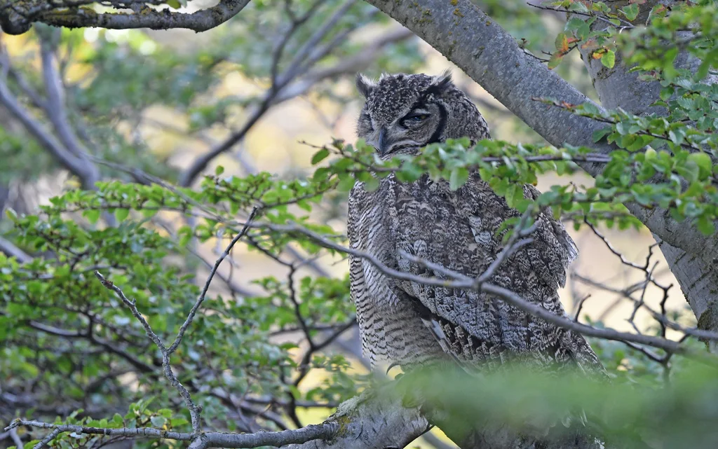 小雕鸮(Bubo magellanicus)