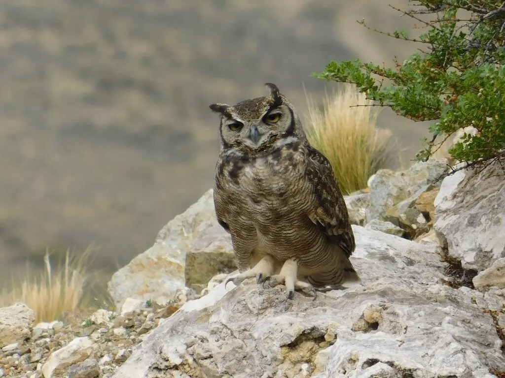 小雕鸮(Bubo magellanicus)