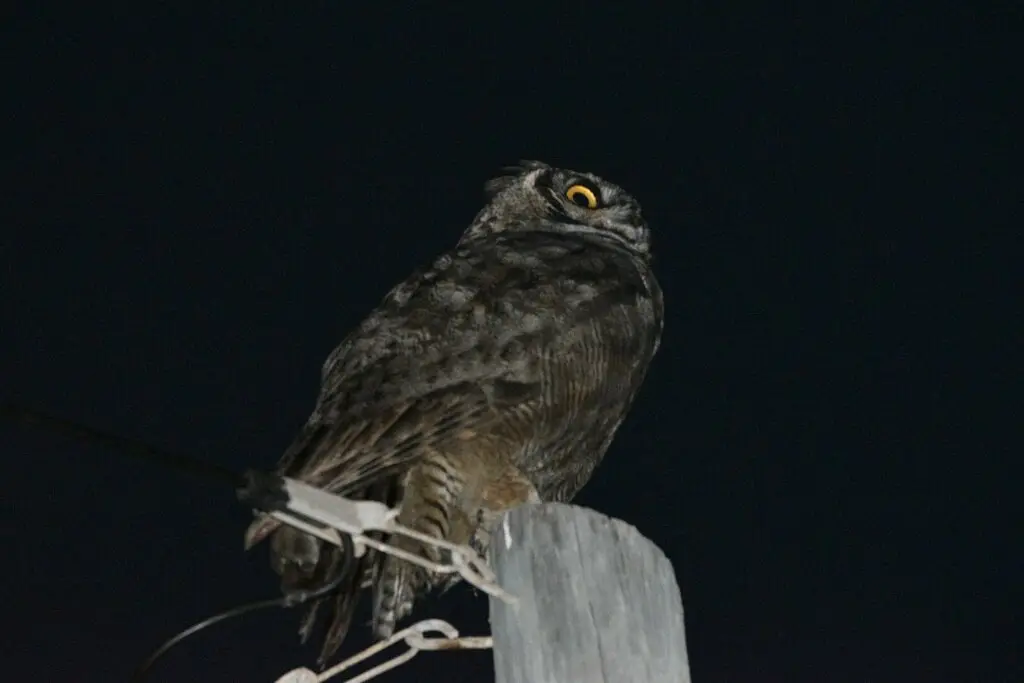 小雕鸮(Bubo magellanicus)
