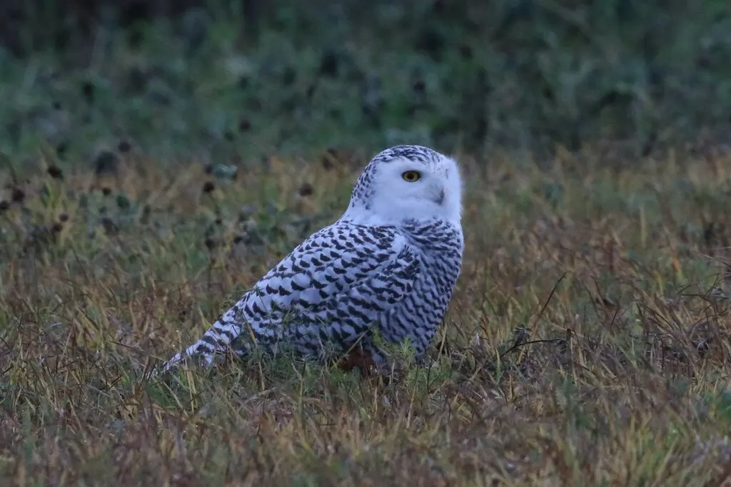 雪鸮(Bubo scandiacus)