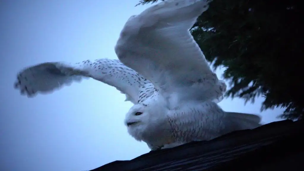 雪鸮(Bubo scandiacus)