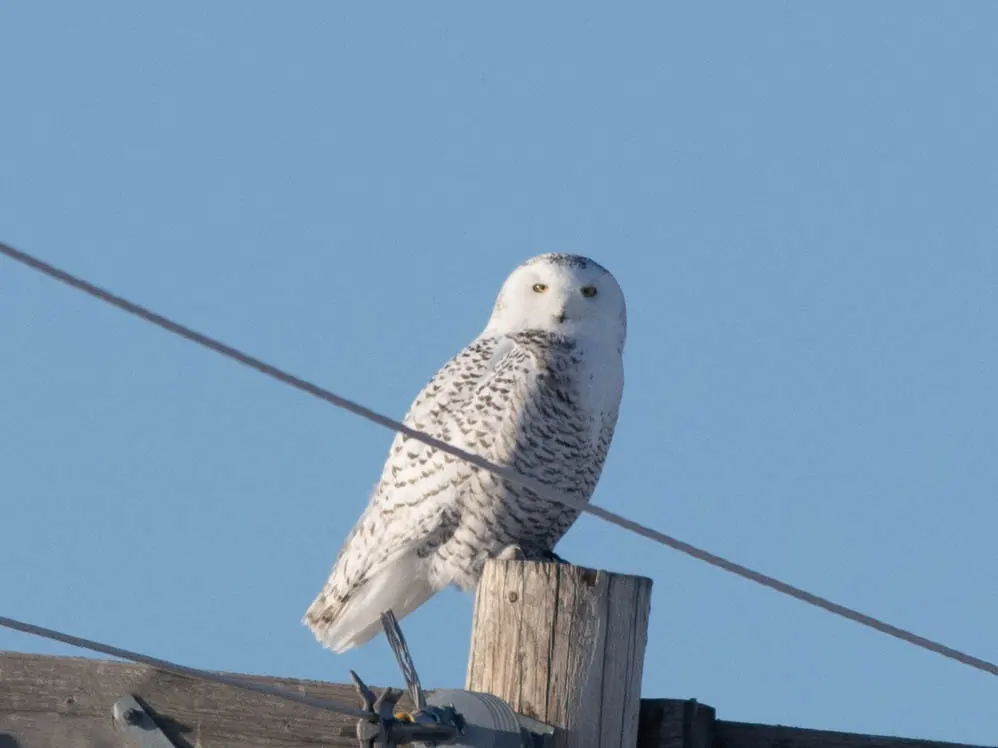雪鸮(Bubo scandiacus)