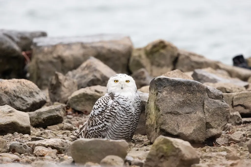 雪鸮(Bubo scandiacus)
