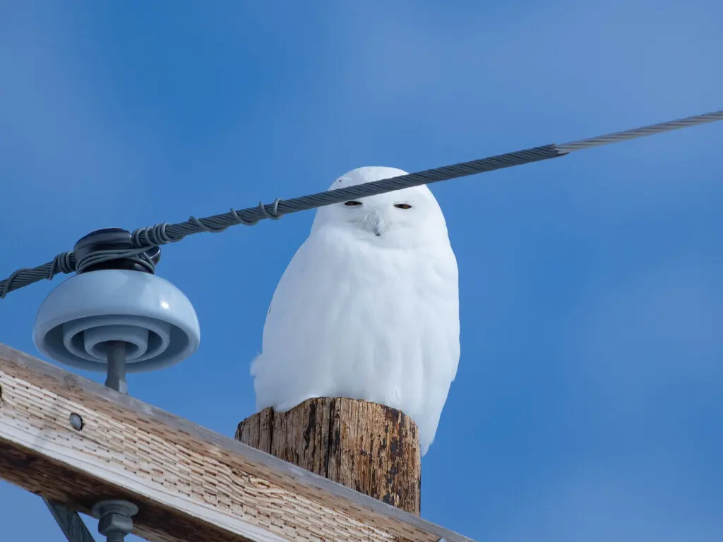 雪鸮(Bubo scandiacus)