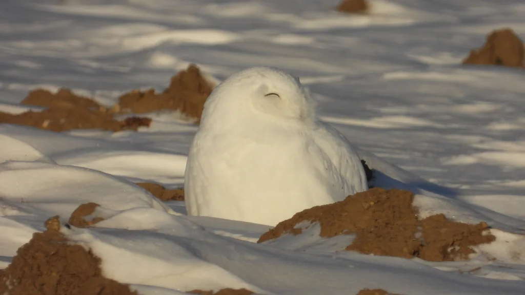 雪鸮(Bubo scandiacus)