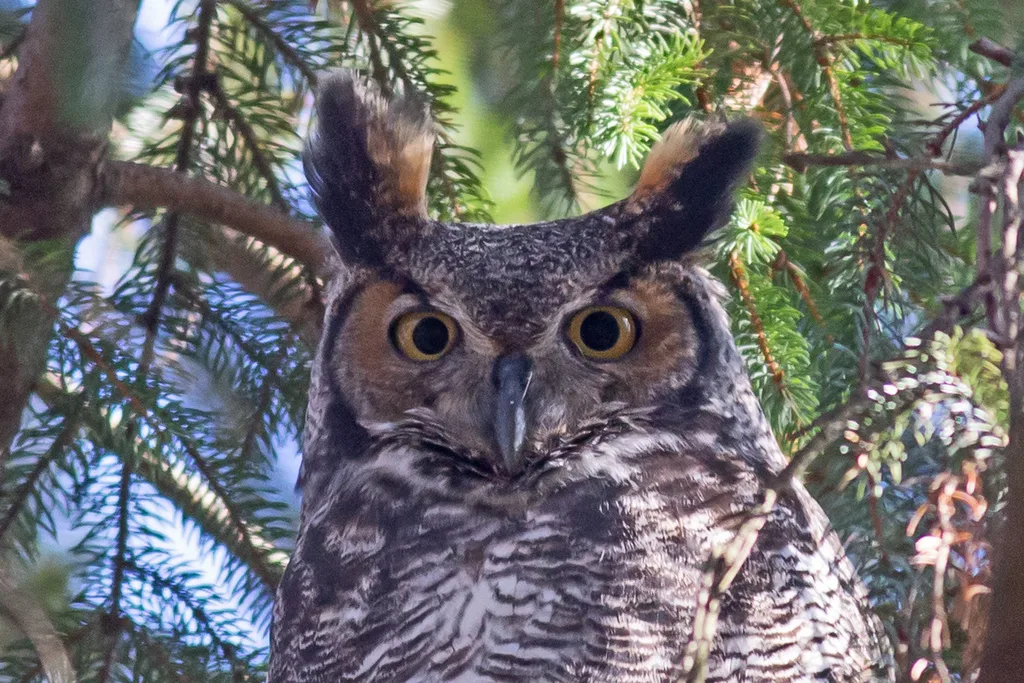 美洲雕鸮(Bubo virginianus)