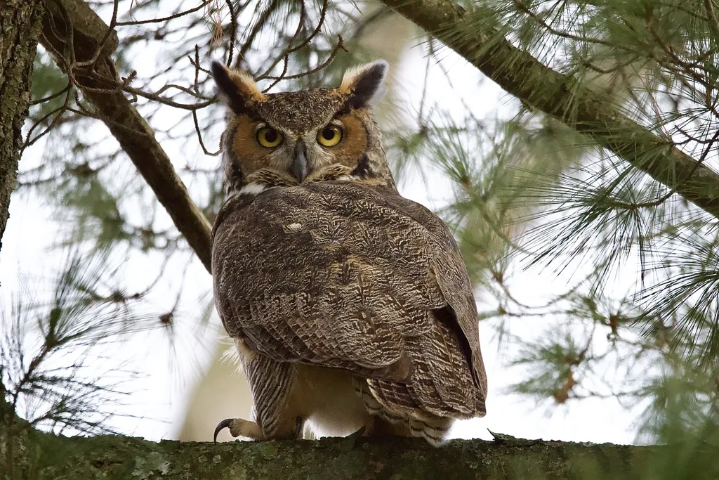 美洲雕鸮(Bubo virginianus)