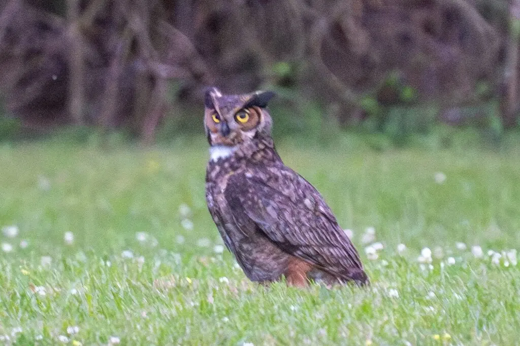 美洲雕鸮(Bubo virginianus)