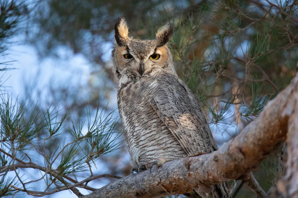 美洲雕鸮(Bubo virginianus)