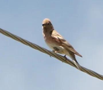 蒙古沙雀（Bucanetes mongolicus）