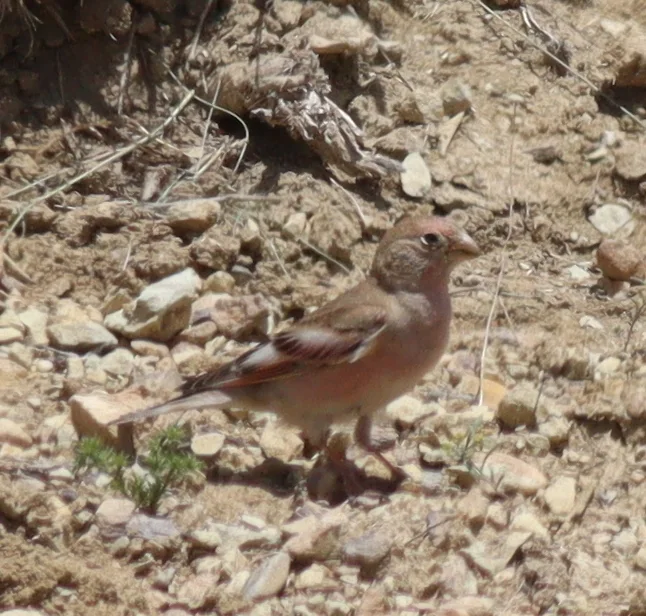 蒙古沙雀（Bucanetes mongolicus）