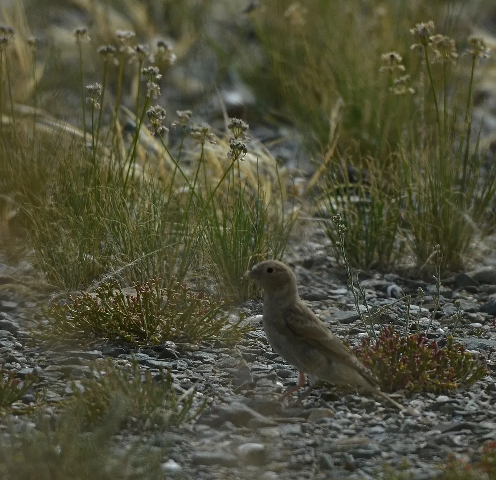 蒙古沙雀（Bucanetes mongolicus）