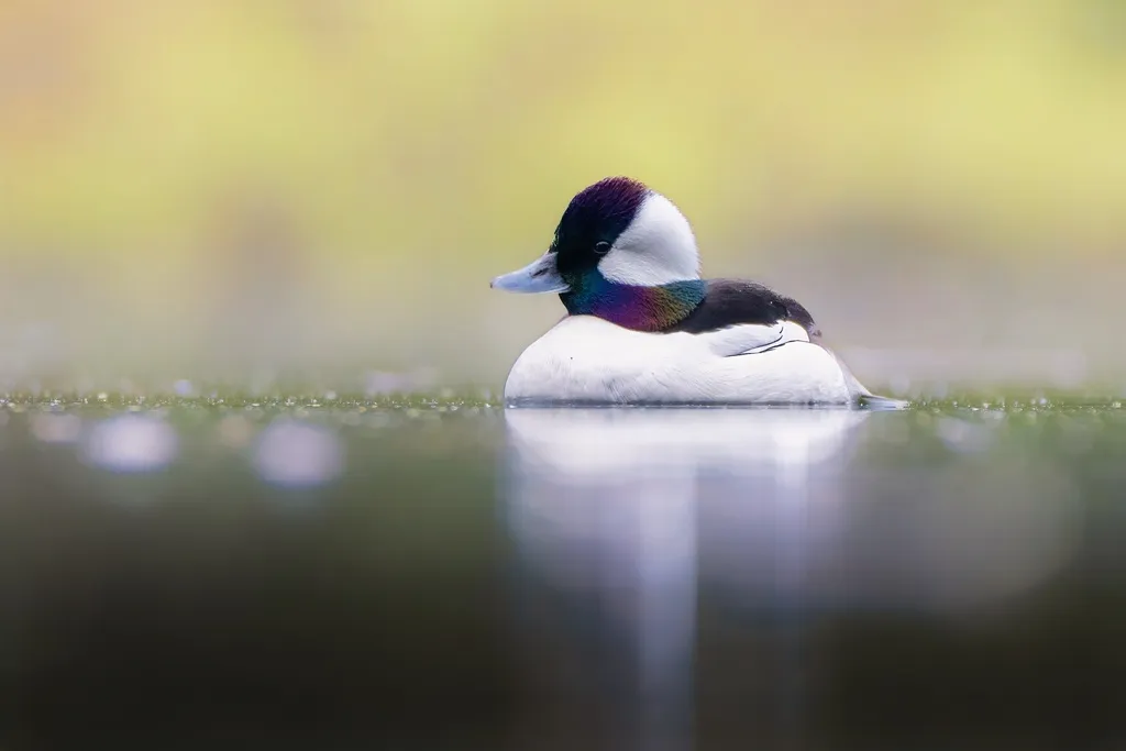白枕鹊鸭(Bucephala albeola)