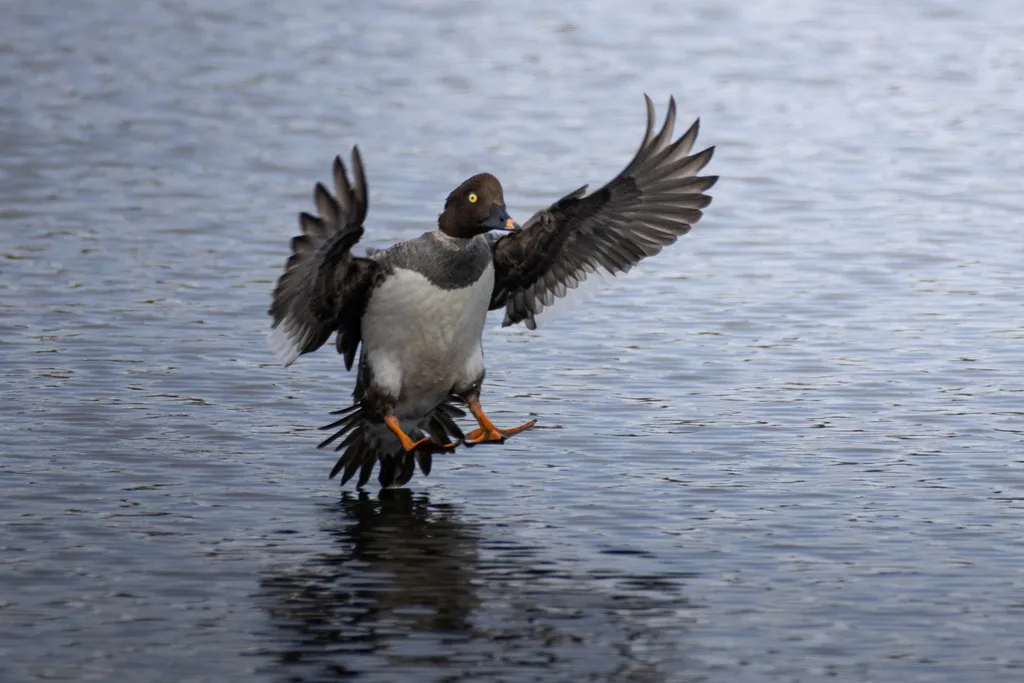 鹊鸭(Bucephala clangula)