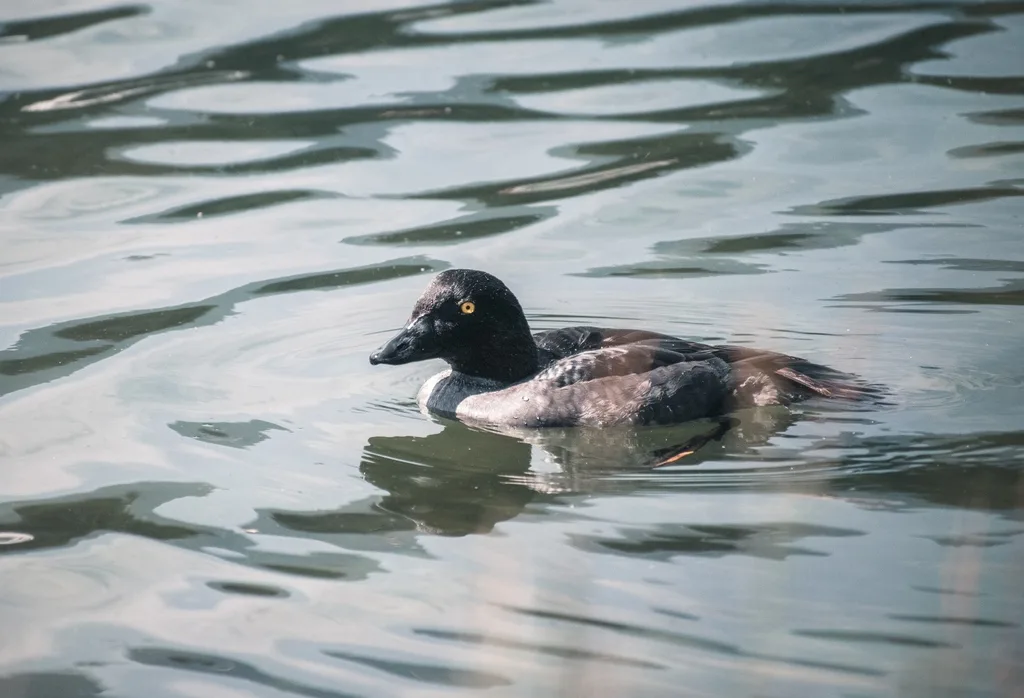 鹊鸭(Bucephala clangula)