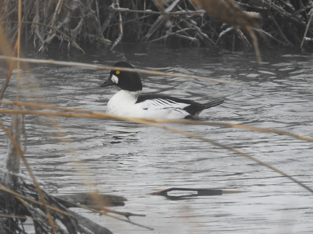 鹊鸭(Bucephala clangula)