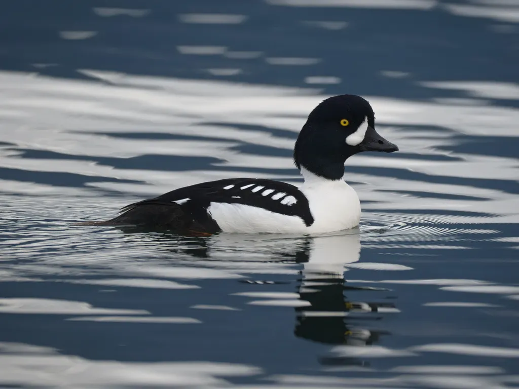 巴氏鹊鸭(Bucephala islandica)