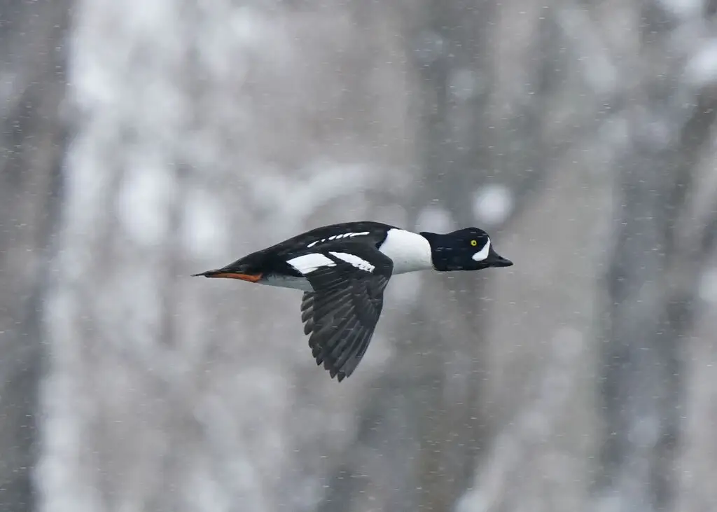 巴氏鹊鸭(Bucephala islandica)