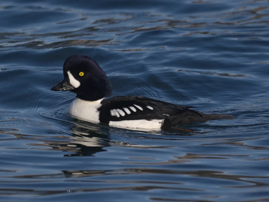 巴氏鹊鸭(Bucephala islandica)
