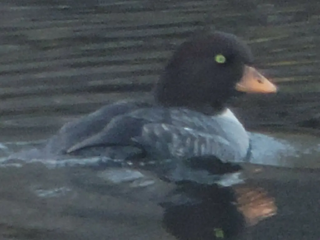 巴氏鹊鸭(Bucephala islandica)