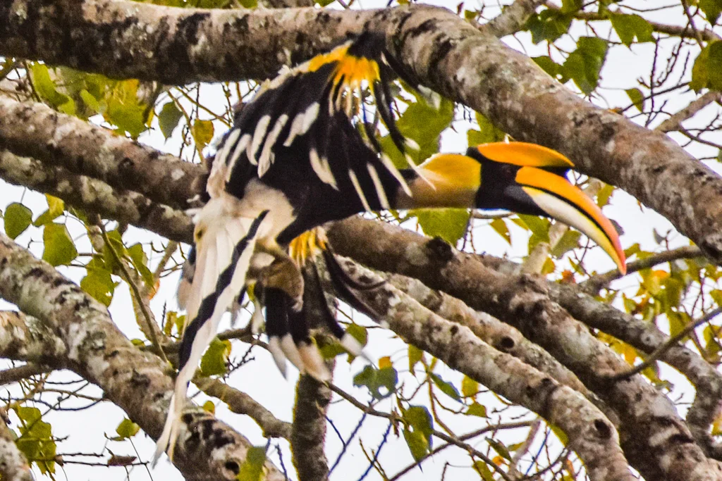 双角犀鸟(Buceros bicornis)