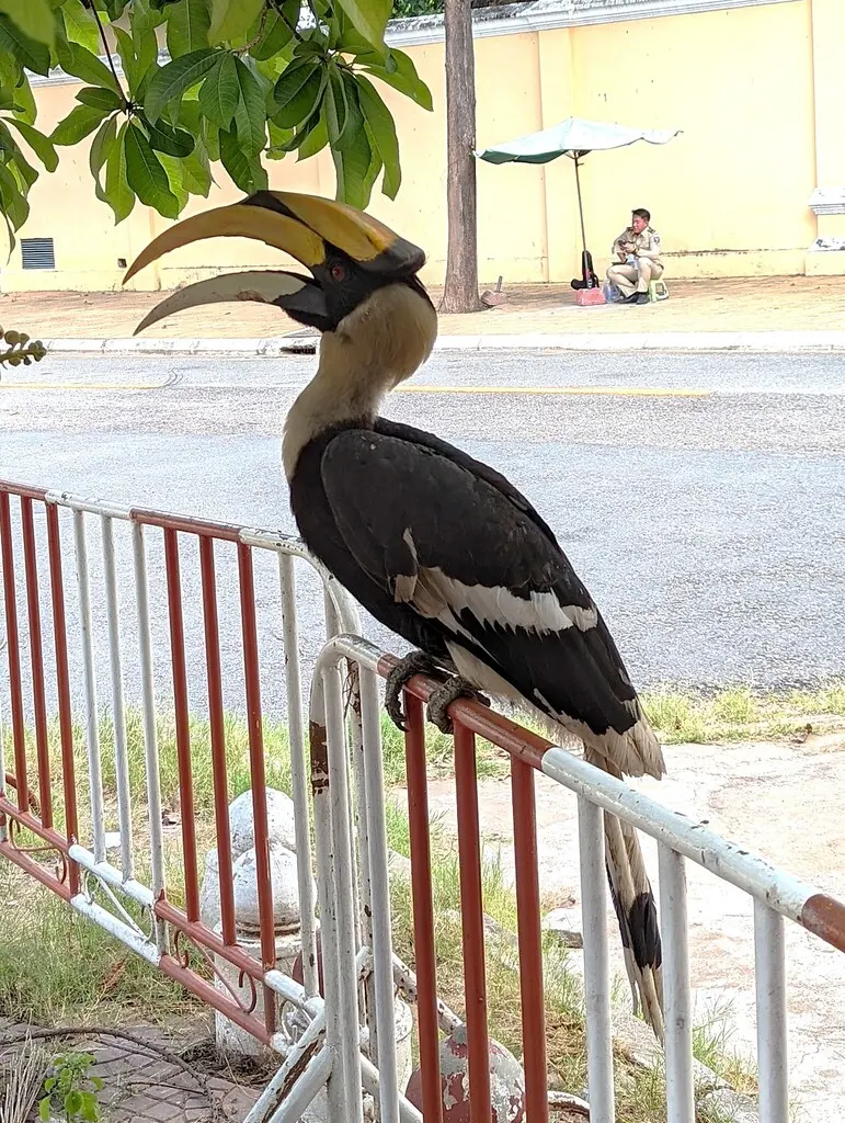 双角犀鸟(Buceros bicornis)