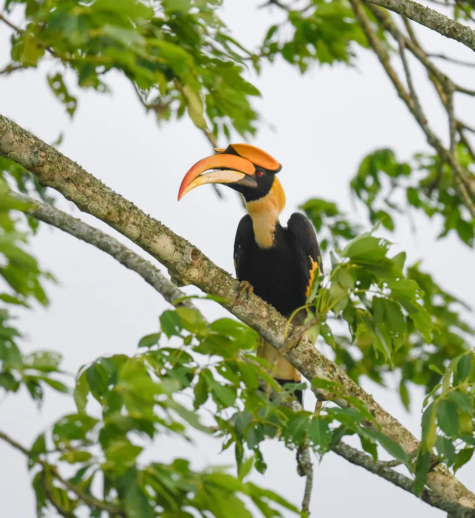 双角犀鸟(Buceros bicornis)