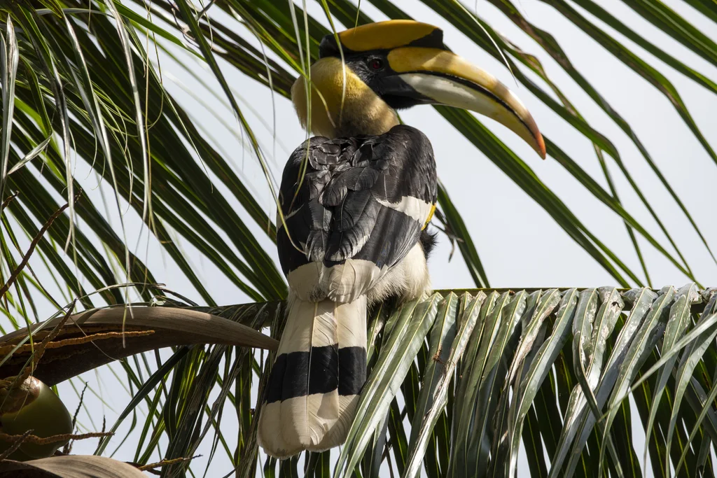 双角犀鸟(Buceros bicornis)