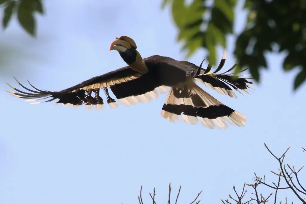双角犀鸟(Buceros bicornis)