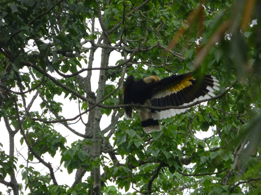 双角犀鸟(Buceros bicornis)