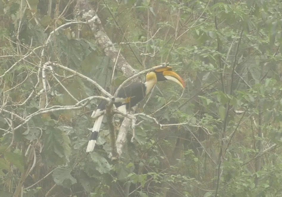 双角犀鸟(Buceros bicornis)