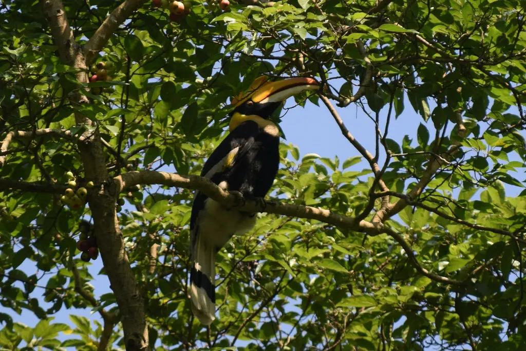 双角犀鸟(Buceros bicornis)