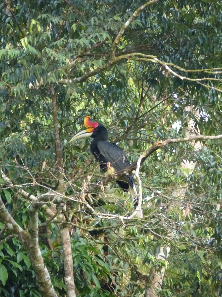 马来犀鸟（Buceros rhinoceros）