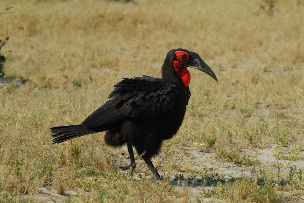 红脸地犀鸟（Bucorvus leadbeateri）