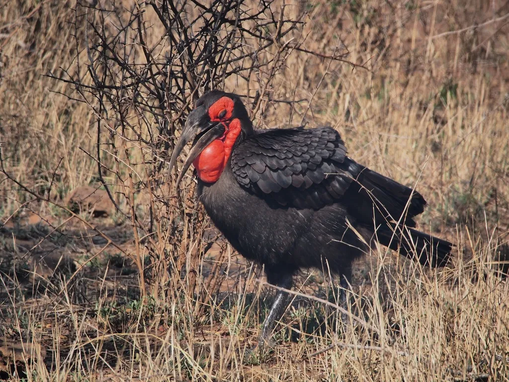 红脸地犀鸟（Bucorvus leadbeateri）