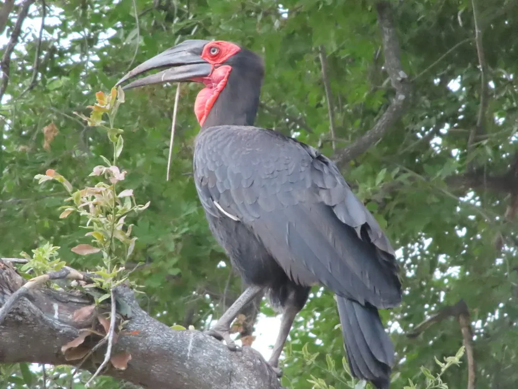 红脸地犀鸟（Bucorvus leadbeateri）