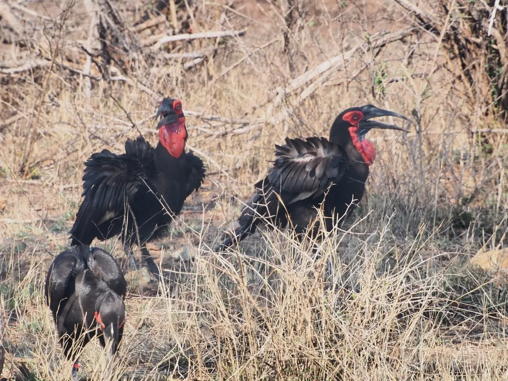 红脸地犀鸟（Bucorvus leadbeateri）