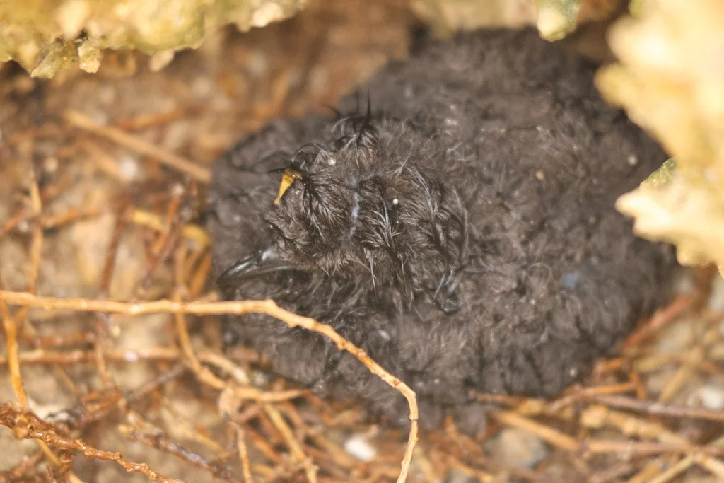 褐燕鹱(Bulweria bulwerii)