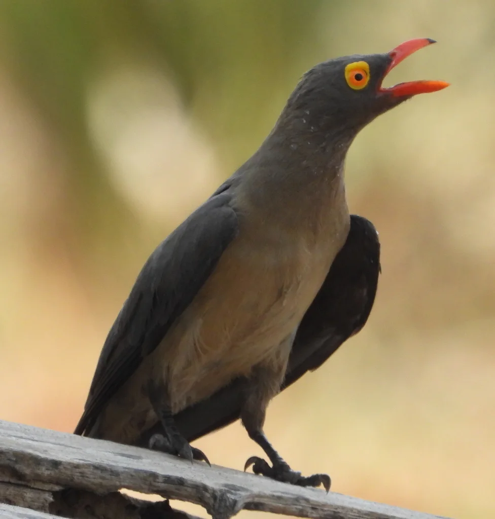 红嘴牛椋鸟(Buphagus erythroryncha)