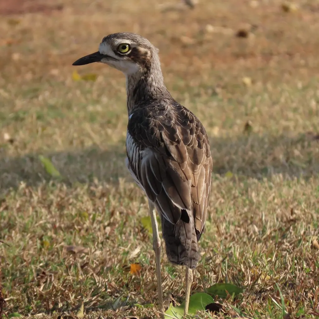 长尾石鸻(Burhinus grallarius)
