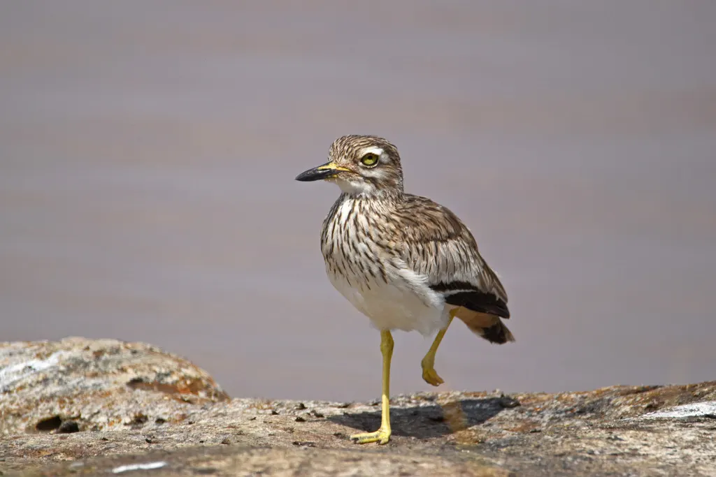 小石鸻（Burhinus senegalensis）