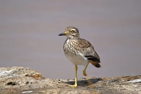 小石鸻