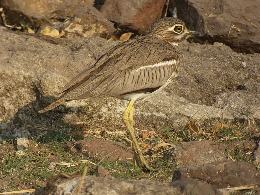 水石鸻(Burhinus vermiculatus)