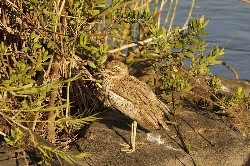 水石鸻(Burhinus vermiculatus)