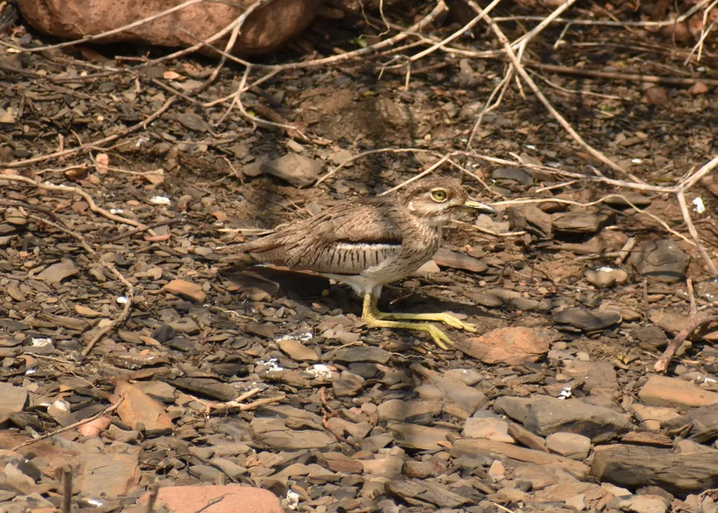 水石鸻(Burhinus vermiculatus)
