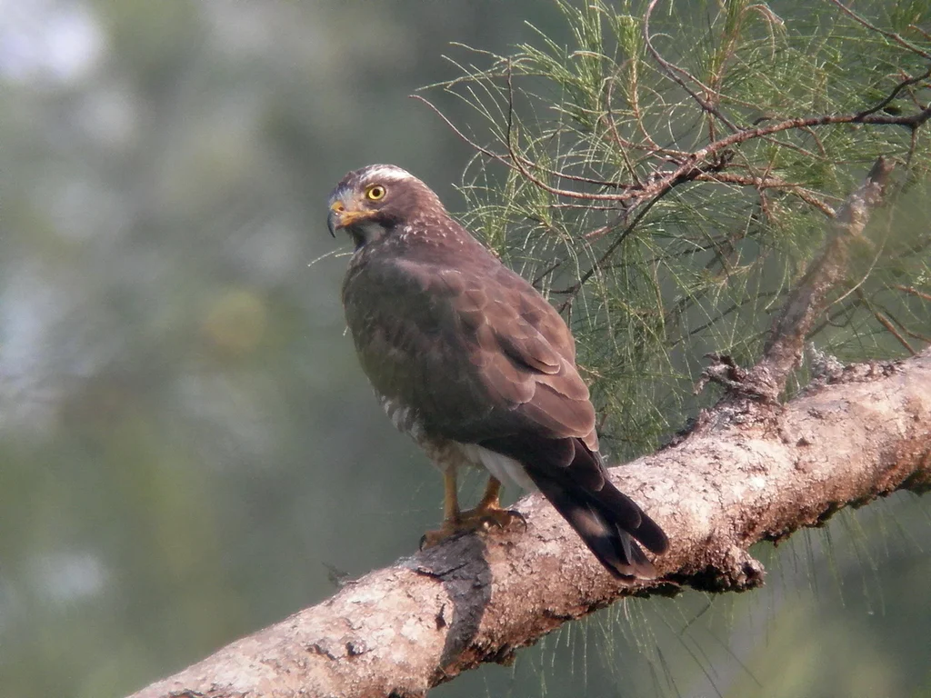 灰脸鵟鹰(Butastur indicus)